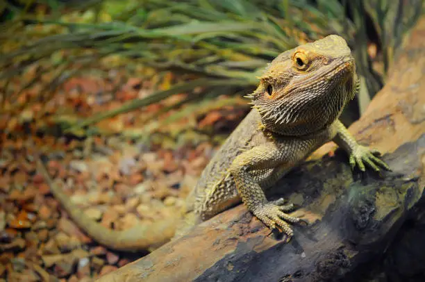 One young bearded dragon in a terrarium, leaning against a log and looking in the camera with disdain