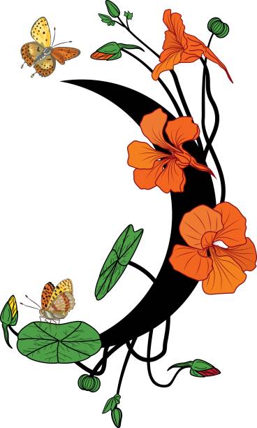 nasturtium, butterflies and moon vector illustration with nasturtium, butterflies and moon tropaeolum majus garden nasturtium indian cress or monks cress stock illustrations