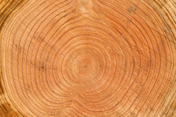istock Annual rings, Fichte; Picea; abies; Spruce 641267866