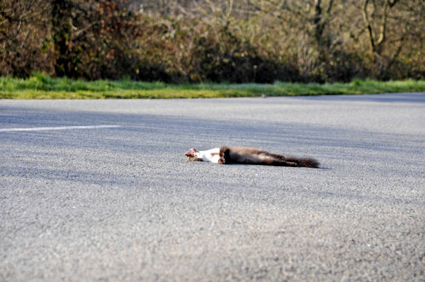 istock Dead weasel/stoat/ermine in road 641268202