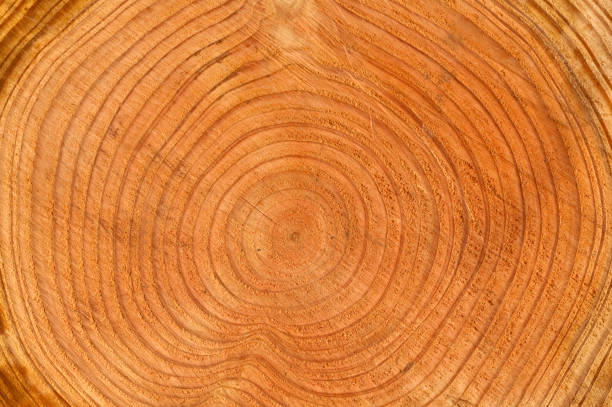Annual rings, Fichte; Picea; abies; Spruce