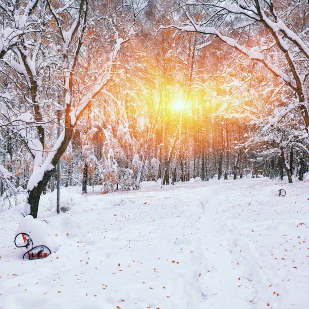 istock Snow-covered trees in the city park 641269740