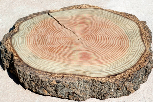 istock larch; Larix decidua 641269750