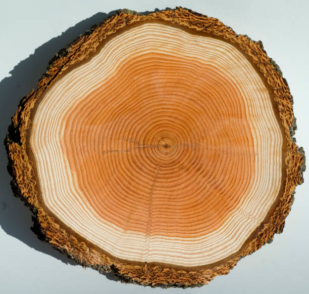 istock larch; Larix decidua 641269960