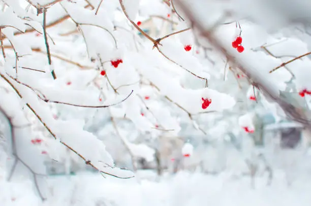 Photo of Several red ripe fruits of viburnum covered in snow and hanging on branches in a garden