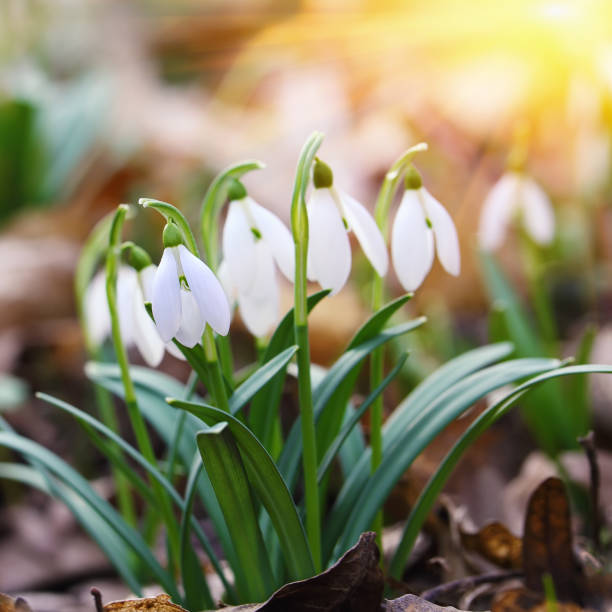 istock Spring snowdrop flowers blooming in sunny day 641270526