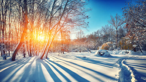 istock Beautiful winter sunset with trees in the snow 641270966