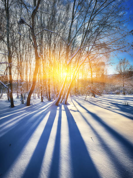 istock Beautiful winter sunset with trees in the snow 641270974