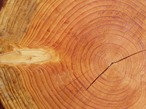 istock Annual rings, Fichte; Picea; abies; Spruce 641270994