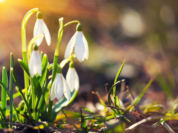 istock Spring snowdrop flowers blooming in sunny day 641271070