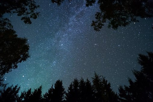 Milky way and stars above treetops