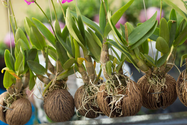 The orchids are growing in the dried coconut shell