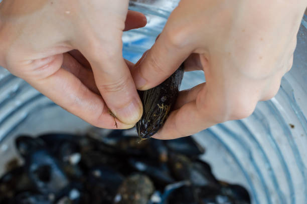 istock Young woman hands opening fresh mussel shell 641275530
