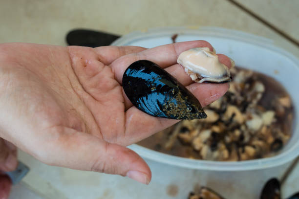 istock Old woman holding a fresh mussel in her hand 641275646