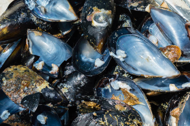 istock Close up of opened fresh mussel shells 641275680