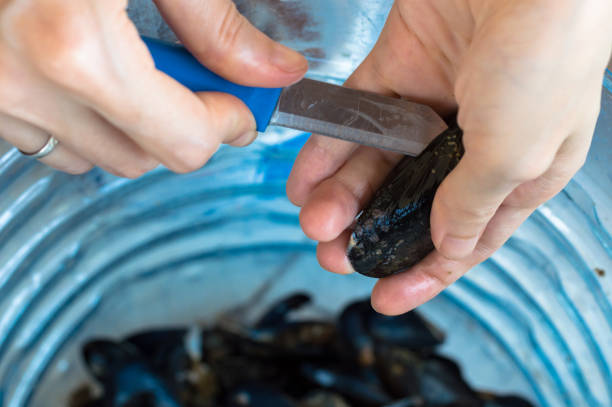 istock Young woman hands opening fresh mussel shell with a knife 641275786