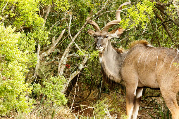 istock Greater Kudu hiding between the bushes 641277932