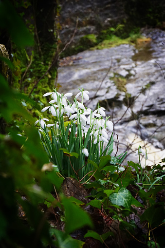 Colour photograph of snowdrops at Cauldron Falls in the background at West Burton, North Yorkshire, UK.