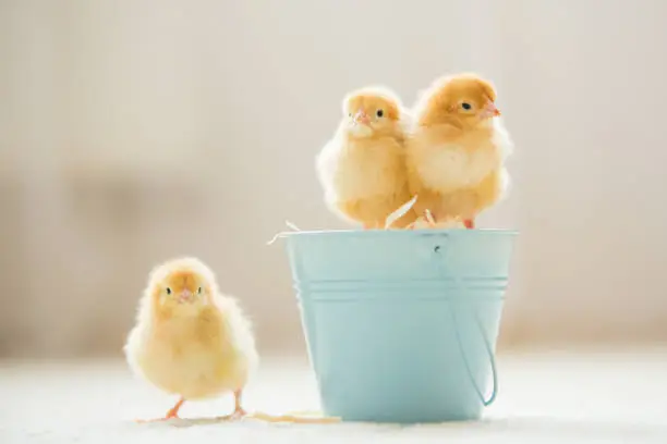 Photo of Little cute baby chicks in a bucket, playing at home