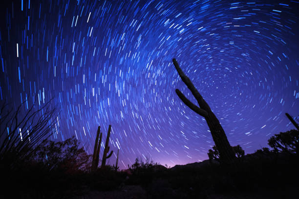 Star trail behind the silhouette of a cactus. Arizona, USA. October 2016