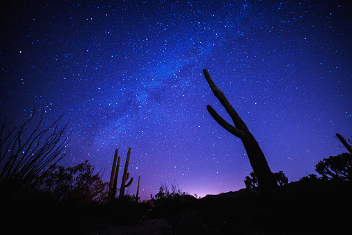 Milky way behind the silhouette of a cactus. Arizona, USA. October 2016