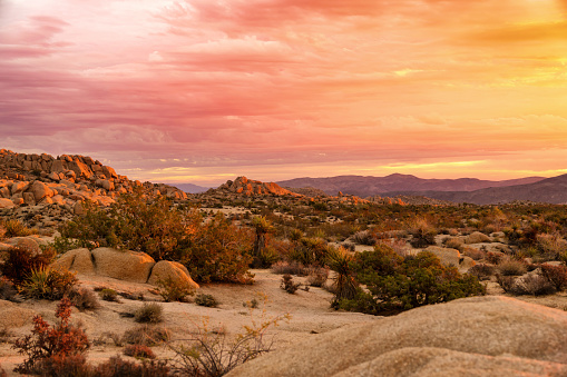 Joshua Tree National Park, California, USA. Yucca plants and rock formations in Joshua Tree National Park.