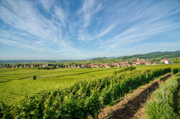 istock Vineyards near the village 641281824