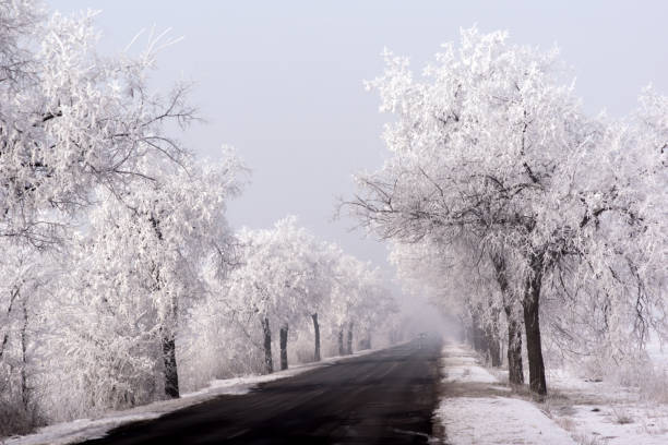 Frosted trees and plants along the way.