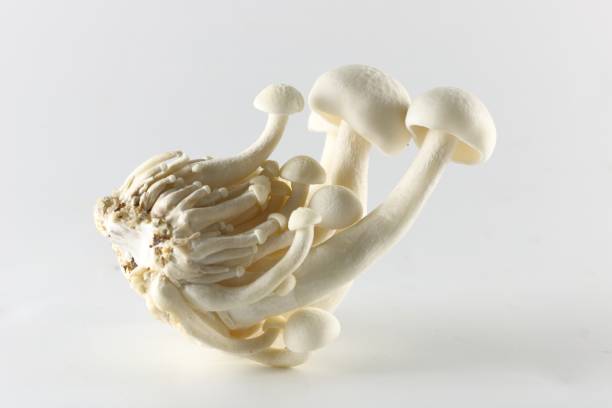 istock White Shimeji mushroom - Japanese Mushroom 641284478