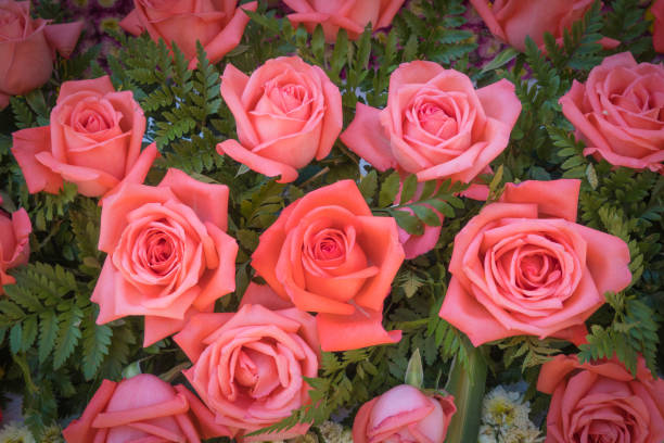 istock Old rose roses on green leaves background 641287156