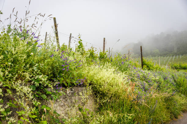 morgennebel weinberg - st hippolyte stock-fotos und bilder