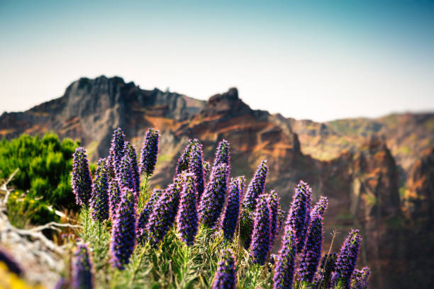 Native flowers to Madeira island - Echium candicans commonly known as pride of Madeira.