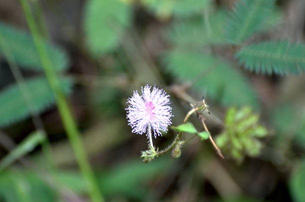 istock Wild flowers found in and around Mangalore, Karnataka, India 641289266