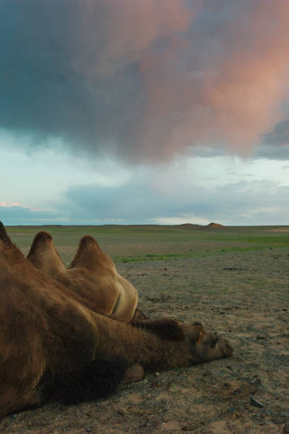 A couple of Bactrian Camels rest at nightfall in the Goby Desert in Mongolia.