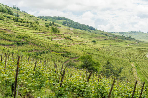 istock Hillside vineyards in the summer 641289984