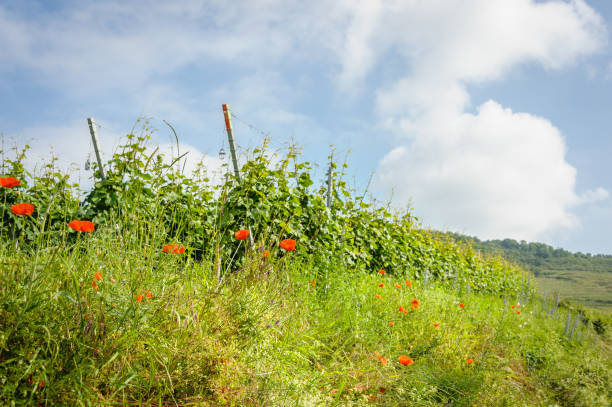 papaveri lungo una strada di vigneti - st hippolyte foto e immagini stock