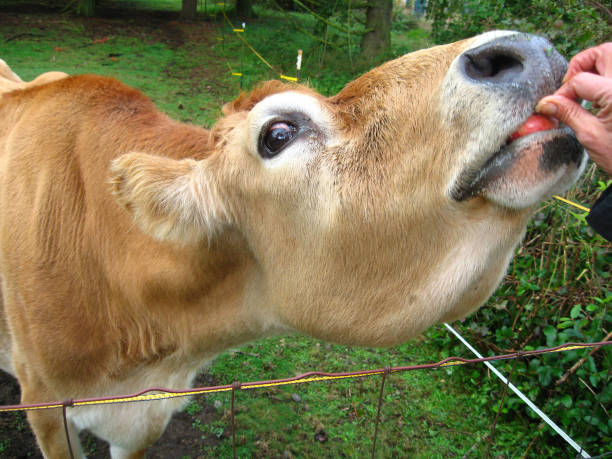 Can Cows Eat Apples