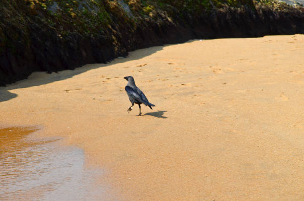 istock Indian Crow on a rocky beach 641291874