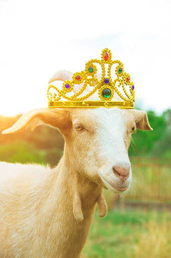 goat-with-crown.jpg