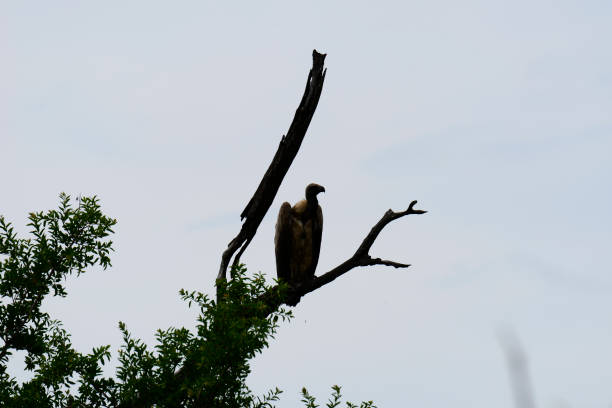 istock Animal in the wild 641293036
