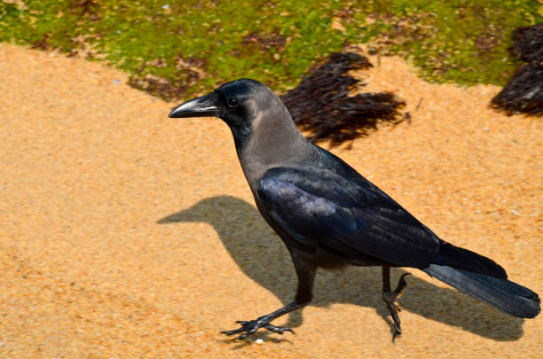 istock Indian Crow on a rocky beach 641293636