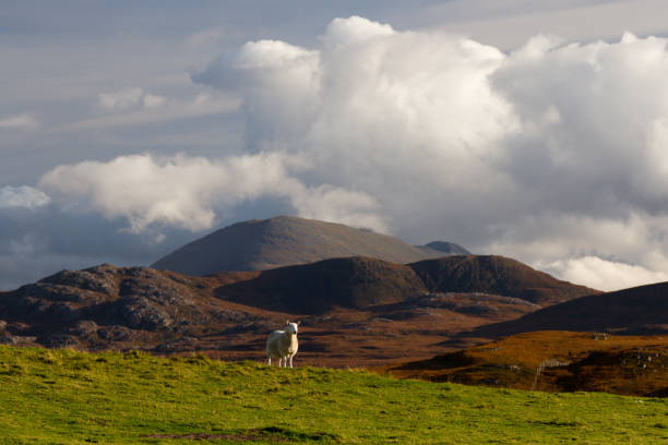 istock Mountains in Scotland with sheep 641293866