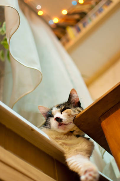 istock Cute spotted cat lying idly on a window sill 641293908