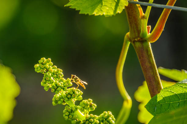 Wine grapes forming stock photo