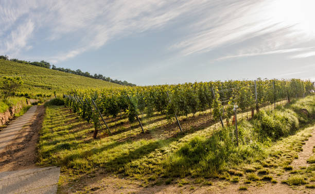istock Morning Dawns in Vineyard 641296670