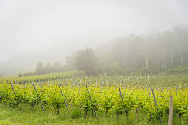 morgennebel im weinberg - st hippolyte stock-fotos und bilder