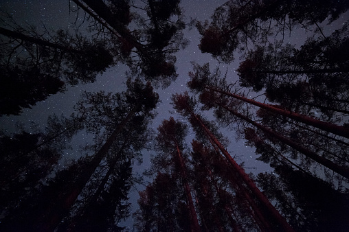 Stars above pine forest