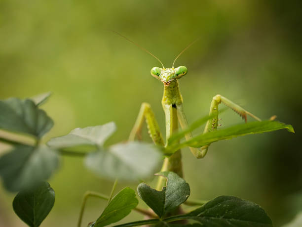 Praying Mantis stock photo