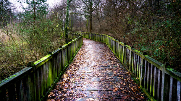 istock wooden bridge leading to a lake 641298016