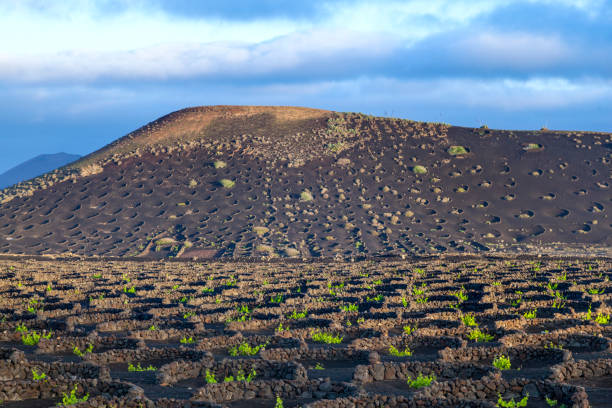 istock grape plants grow on volcanic soil in La Geria 641299460